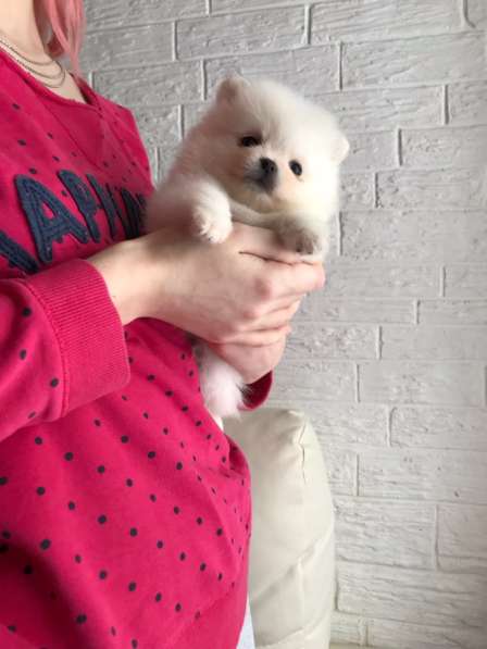 Щенки Шпица в Саратове фото 15