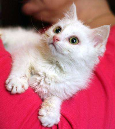 Белоснежный котенок ищет заботливую семью. в Москве фото 6