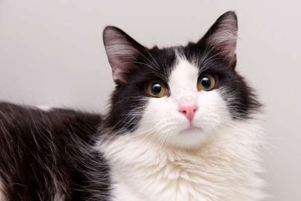 Пушистый Бастиан мечтает о любви