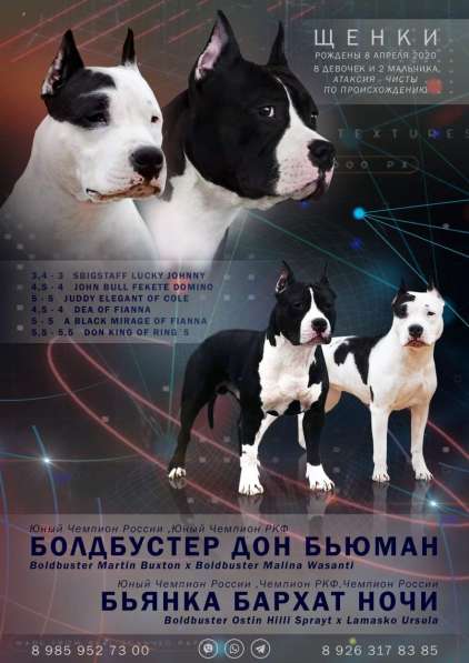 Роскошные черно-белые девочки Амстаффа резерв в Москве фото 18