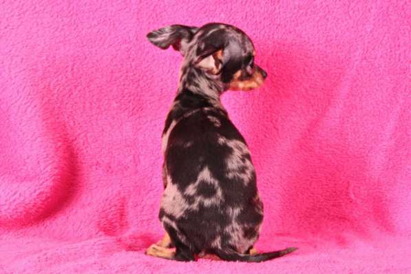 Мерле той терьер в Москве