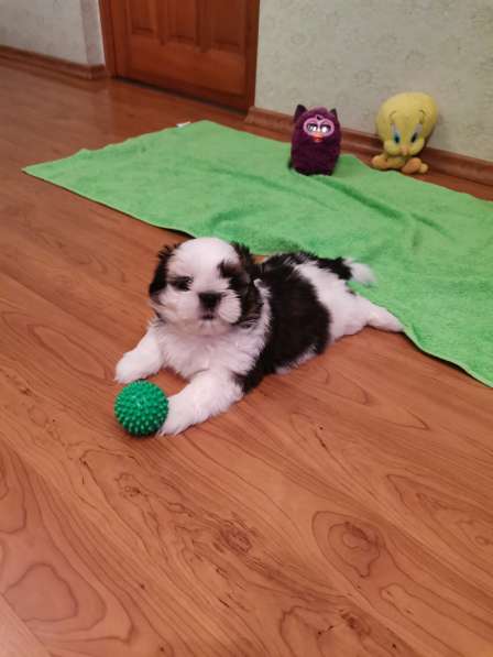 Щенок ши-тцу перспективный для шоу в Калининграде фото 8