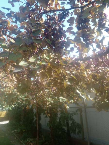 Виноград собрать себе бесплатно