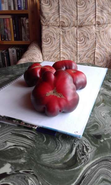 Редкие сорта томатов в Москве фото 3