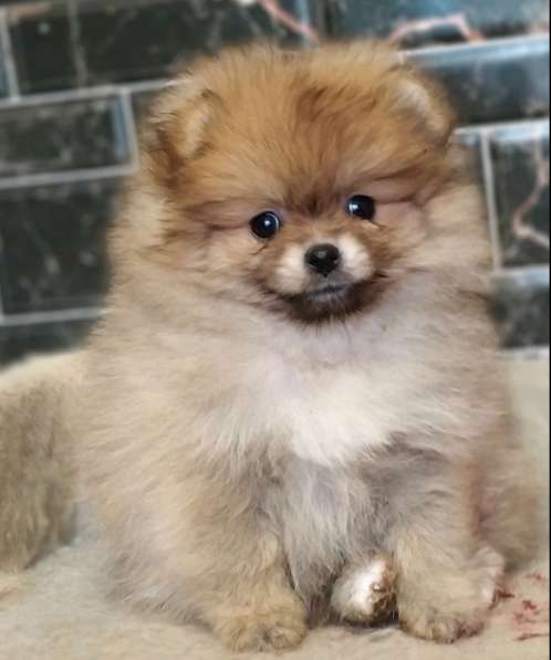 Pomeranian spitz. Orange mini girl