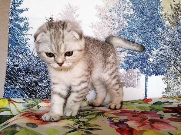 Котик серебристый пятнистый в Казани фото 4