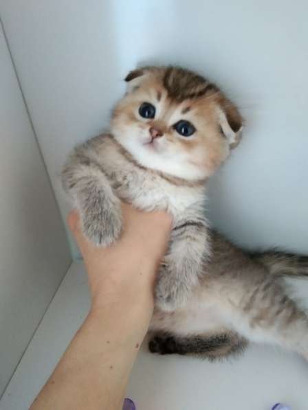 Шотландский малыш в Москве фото 3