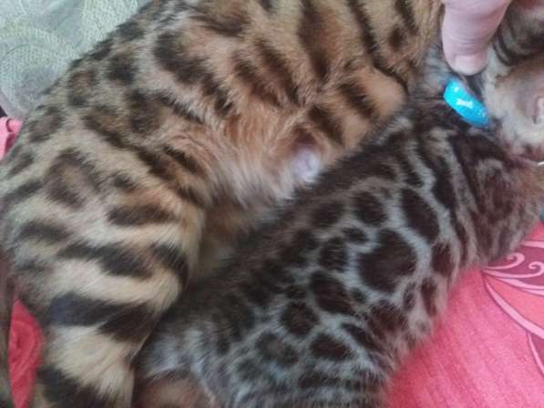 Яркие мини - леопарды с хорошими линиями в Москве фото 4