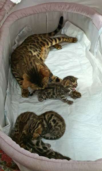 Бенгальские котята, шикарная кошечка, документы WCF, питомн в фото 19