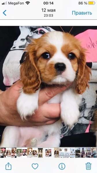 Puppy Cavalier King Charles Spaniel в фото 5