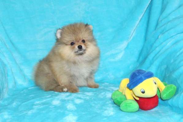 В продаже мини щеночки померанский цверг ШПИЦ в фото 7