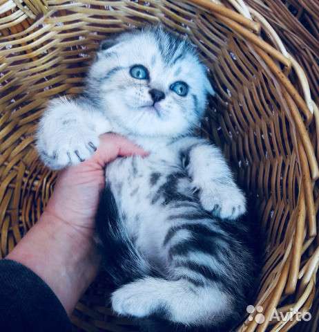 Котята вислоухие и прямоухие в Иванове фото 9