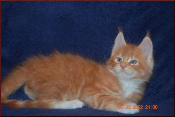 Роскошный черный котик мейн-кун из питомника в Астрахани фото 93