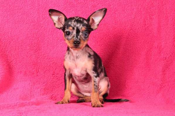 Мерле той терьер