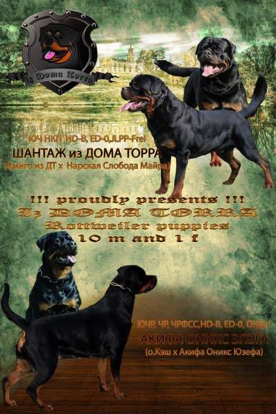 Щенки ротвейлера в Москве фото 4