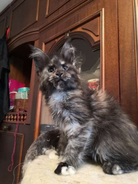 Мейн кун котенок в Москве фото 7