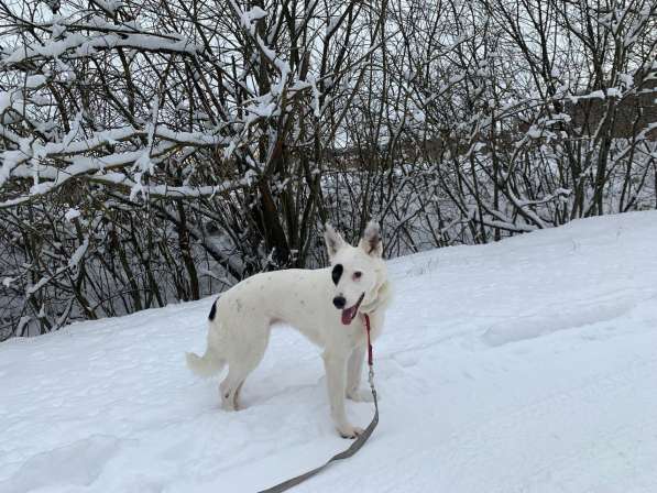 Белочка - добрая собачка ищет постоянных хозяев в Москве фото 4