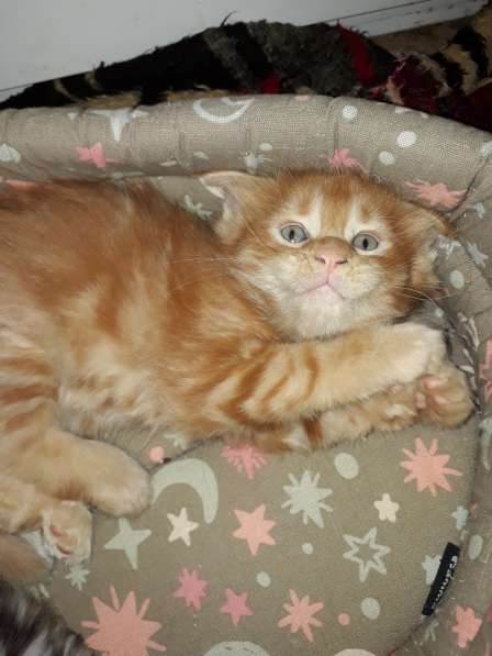 Котята Мейн-кун метисы в Наро-Фоминске фото 21