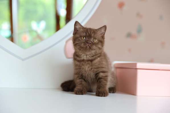 Продается замечательная британская кошечка-котенок в Владивостоке