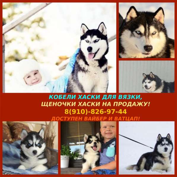 Яркие хаски для вязки