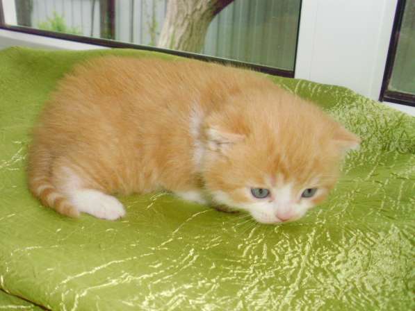 Британский котенок в Краснодаре фото 14