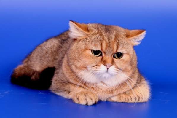 Вязка-Золотой тикированный британский кот в Жуковском фото 3