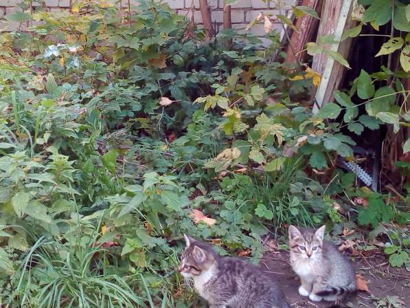 Котята ищут хозяев! в Иванове