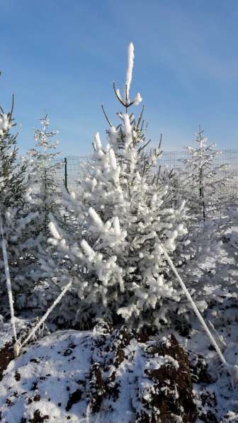 Ель обыкновенная- саженцы и крупномерные деревья в Красноярске фото 4