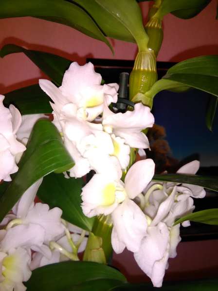Орхидеи ароматные в фото 5