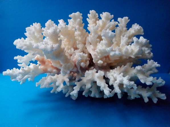 Коралл - куст 17,5 - ракушка раковина в Ялте