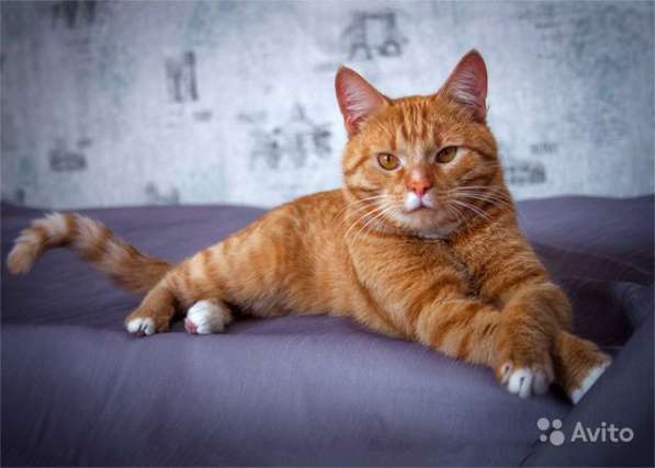 Ласковое солнышко Марсель, молодой домашний котик