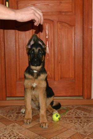 Щенки немецкой овчарки в Сарапуле фото 8