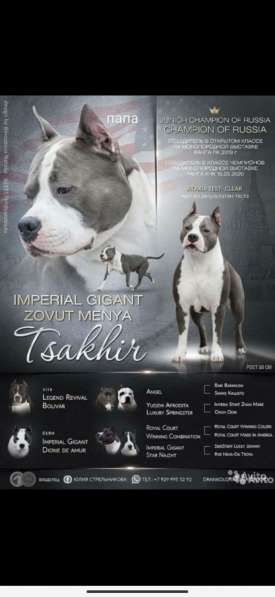 Голубые девочки Амстаффтерьера 6 месяцев ркф в Москве фото 3