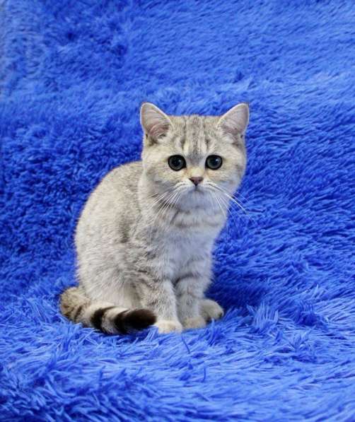Котята британской короткошерстной породы драгоценных окрасов в Новосибирске фото 6