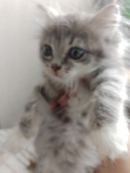 Миниатюрная обворожительная шотландская кошечка ищет дом в Саках