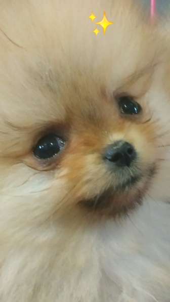 Маленькие живые мишки девочки 3месяца в фото 24