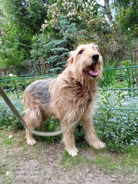 Мухтар ищет семью в Москве фото 21