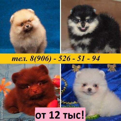 Шикарные щеночки Шпица. разные окрасы