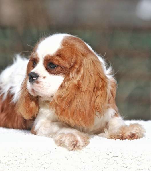 Puppy Cavalier King Charles Spaniel в фото 4