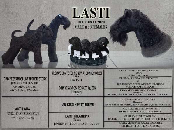 Керри-блю терьера щенков продаю в Нижнем Новгороде фото 3