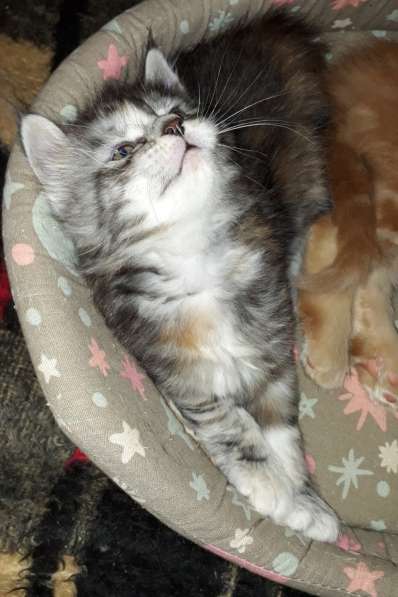 Котята Мейн-кун метисы в Наро-Фоминске фото 22