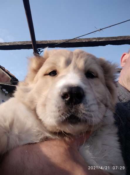 Продаются щенки алабая в фото 22