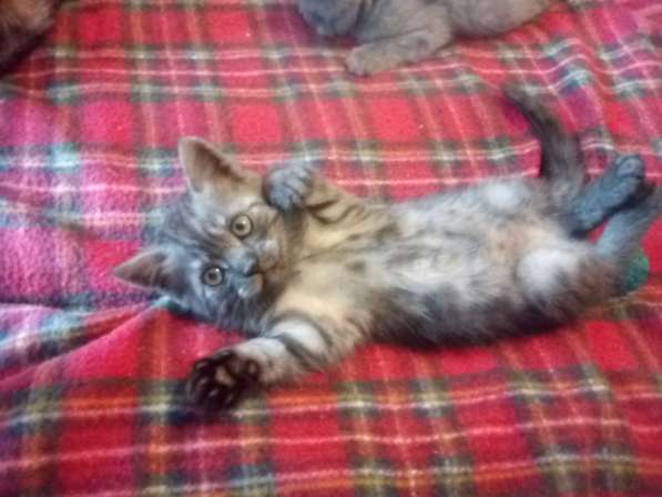 Шотландский денди скоттиш- страйт в Санкт-Петербурге фото 9