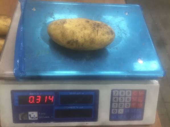 Купим картофель 20 до 5000 тонн в Москве фото 3