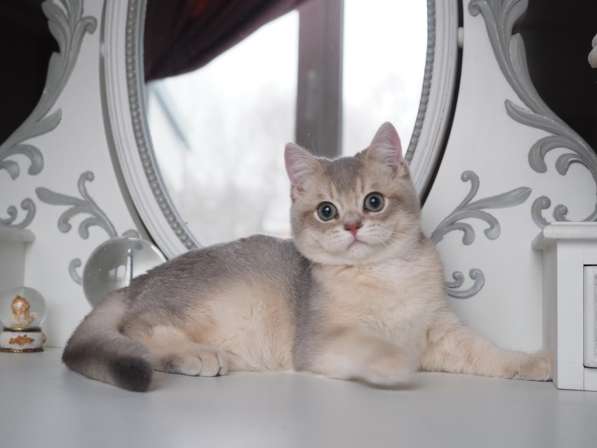 British Cat Caif в фото 10