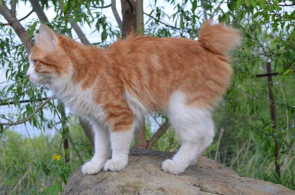 Курильский бобтейл - котята золотого окраса в Краснодаре фото 15