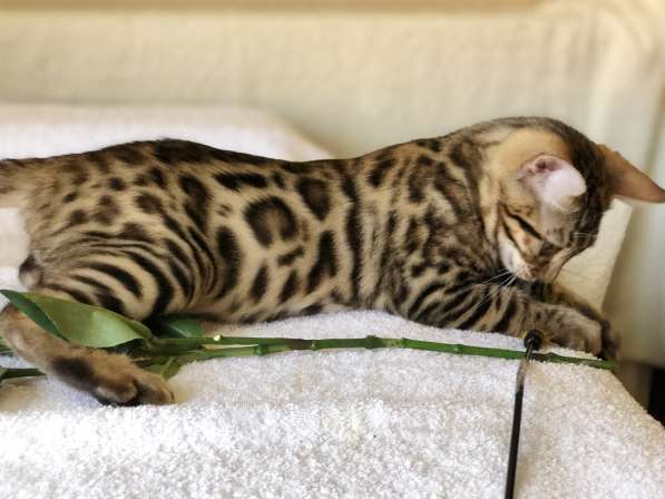 Предлагаются Бенгальские котята из питомника с документами в фото 31