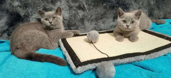 Игривые котята Sckottish Fold и Straight в фото 3