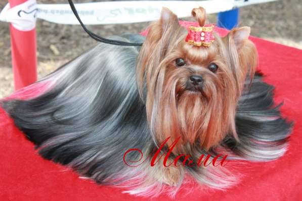 Щеки Йоркширского терьера. Девочка супер мини в Москве фото 5