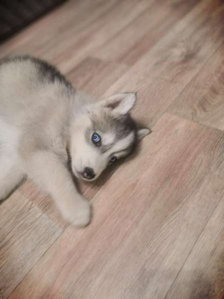 Щенки хаски недорого в Тамбове фото 7